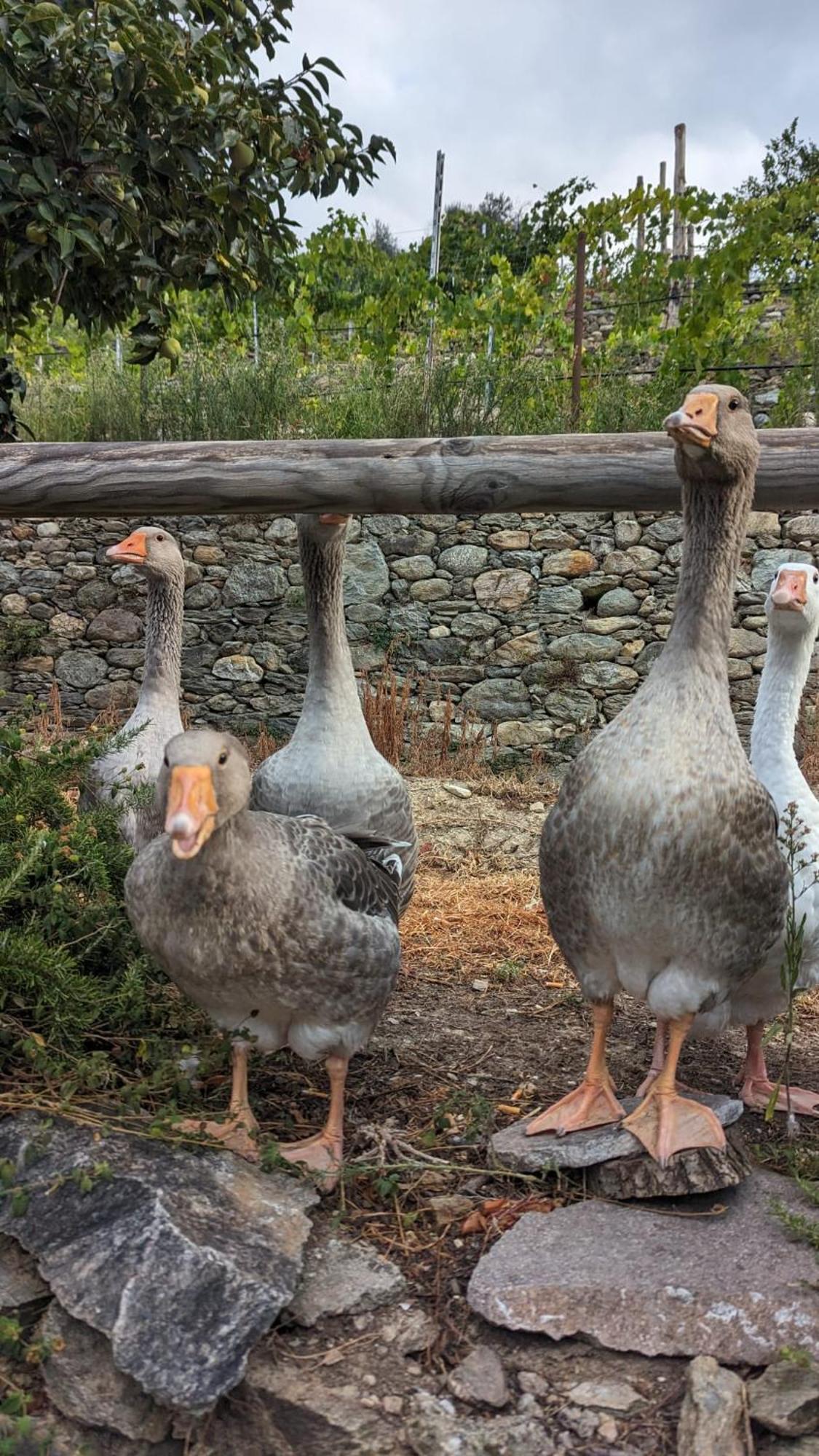 Farm stay Peq Agri-resort Tovo Tovo San Giacomo