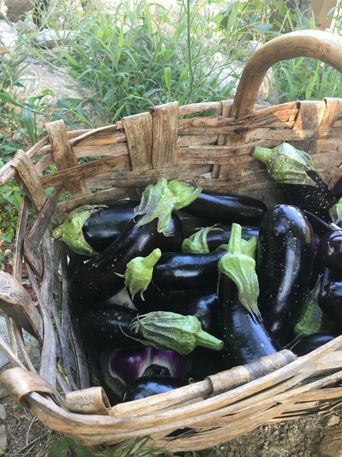Farm stay Peq Agri-resort Tovo
