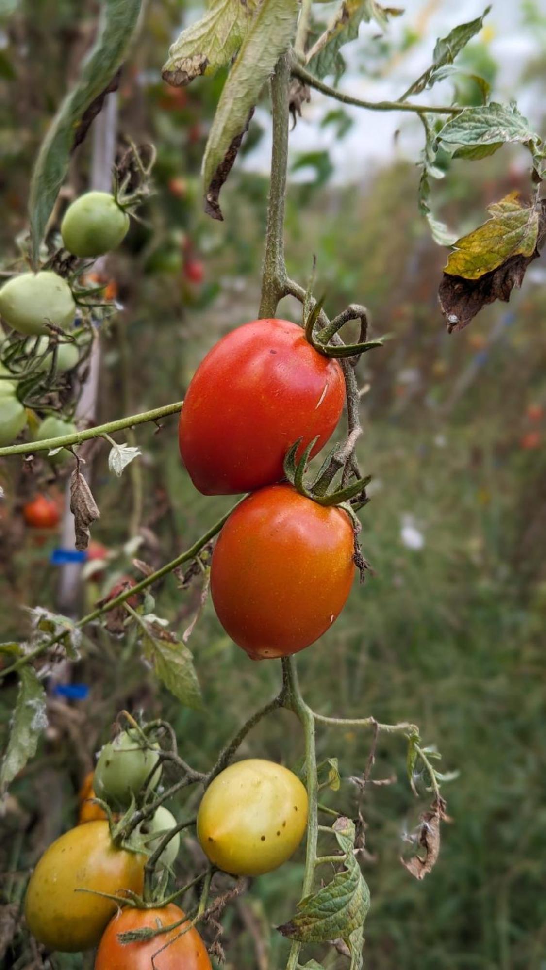 Peq Agri-resort Tovo Alojamento de Turismo Rural *